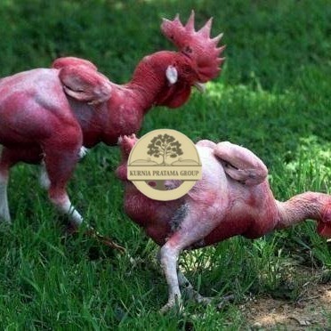 

Telur ayam tanpa bulu / ayam gundul fertil asli siap ditetaskan - ayam tanpa bulu KURNIA PRATAMA GROUP