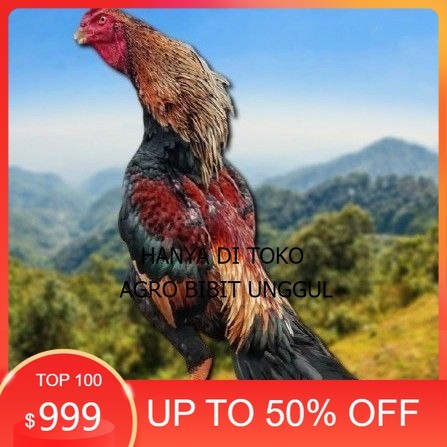 

telur tetas ayam shamo japan agro.bibit.unggul