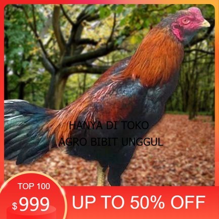 

Telur Ayam Pakhoy Full Brakot Vertil Siap Di Tetaskan Jaminan Super Oiginaal Bergaransi agro.bibit.unggul