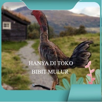 

telur ayam shamo eropa ori petarung juara bibit.mulur