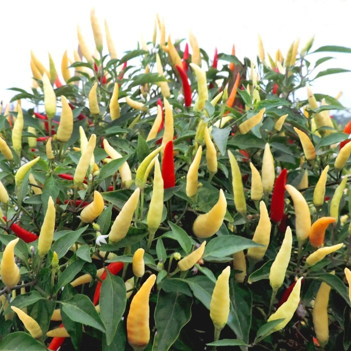 BENIH CABE RAWIT KARA F1 10 GRAM - BINTANG ASIA