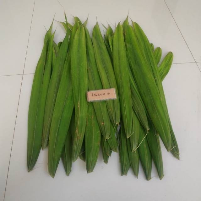 

Sahabatalam Daun salak muda segar daun salak segar PROMO TERMURAH