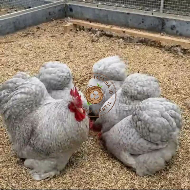 

TELUR AYAM BANTAM CHOCIN untuk di tetaskan KURNIA PRATAMA ID