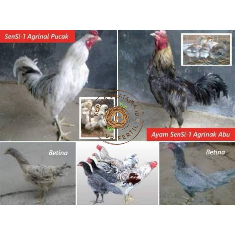 

TELUR FERTIL AYAM SENSI MULTIGUNA INDUKAN TERSELEKSI UNTUK DI TETASKAN KURNIA PRATAMA ID