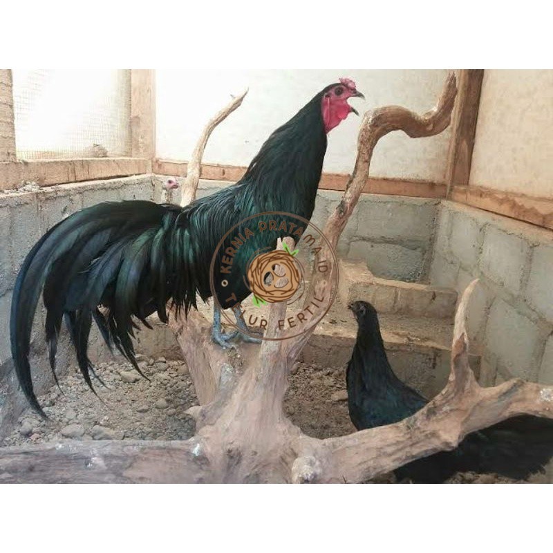 

TELUR AYAM HIAS BLACK SUMANTRA UNTUK DI TETASKAN KURNIA PRATAMA ID