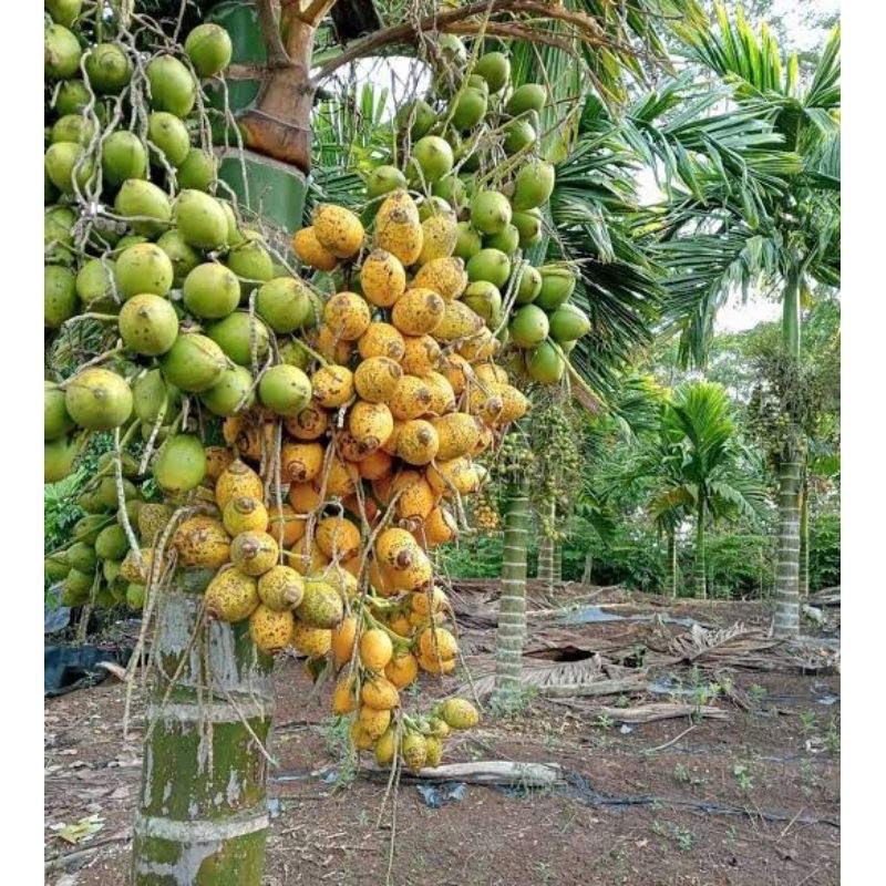 

Buah Pinang/Jambe Muda 500g