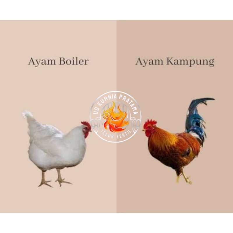 

TELUR TETAS AYAM JABRO SUPER UNTUK DI TETASKAN UD KURNIA PRATAMA