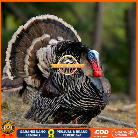 

Telur ayam kalkun jumbo fertil asli siap ditetaskan - ayam kalkun CV GLAMOUR ID