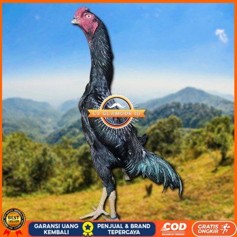 

telur ayam shamo eropa ori petarung handal bisa untuk di tetaskan CV GLAMOUR ID