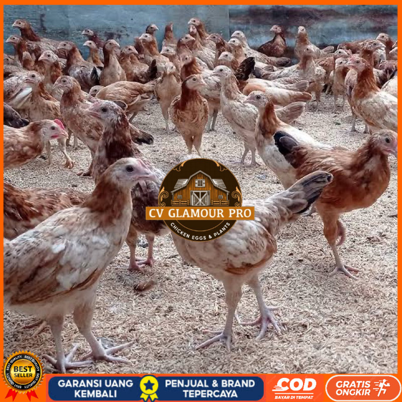 

TELUR FERTIL AYAM ELBA PETELUR HANDAL INDUKAN TERSELEKSI UNTUK DITETASKAN CV GLAMOUR PRO