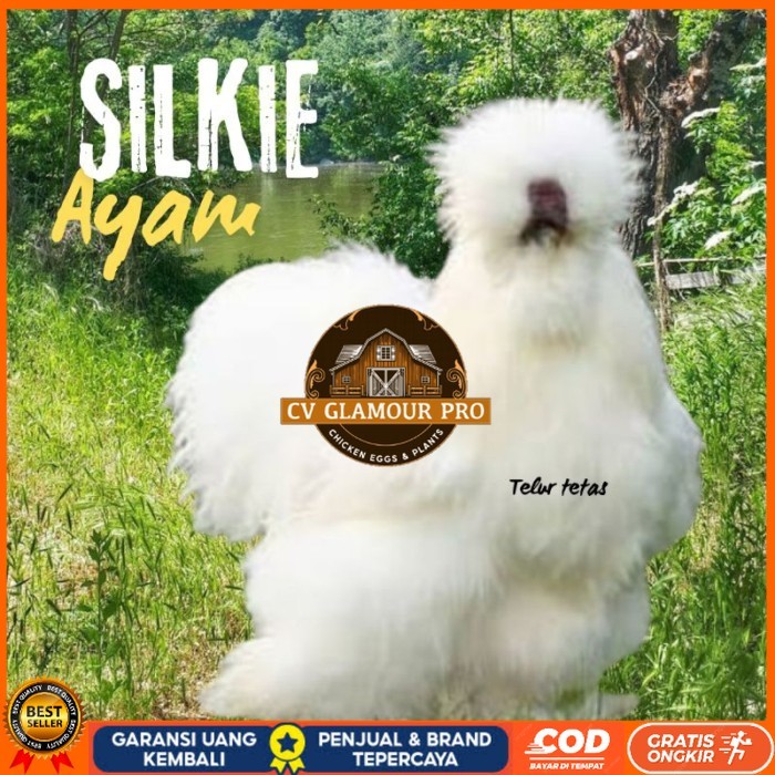 

telur ayam hias silkie original bisa untuk di tetaskan original berkualitas CV GLAMOUR PRO