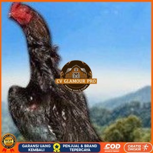 

telur tetas ayam shamo super jumbo ori super garansi CV GLAMOUR PRO