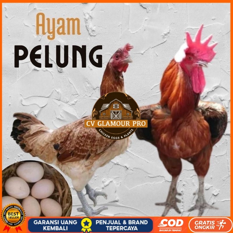 

telur ayam pelung jumbo super untuk di tetaskan CV GLAMOUR PRO
