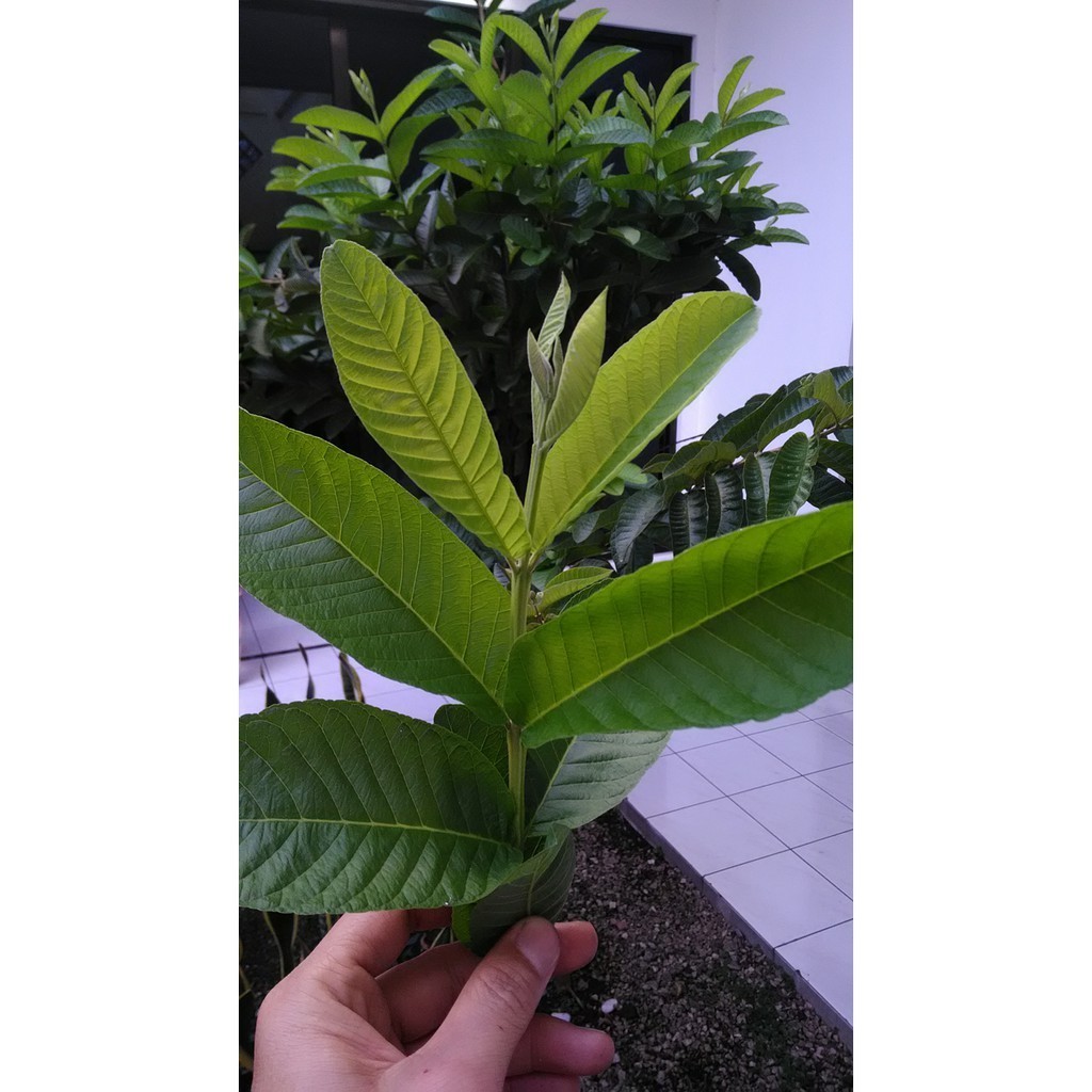 

AZ GelasKosong11 Terbaik Daun jambu biji segar fresh guava jambu batu 100 gram