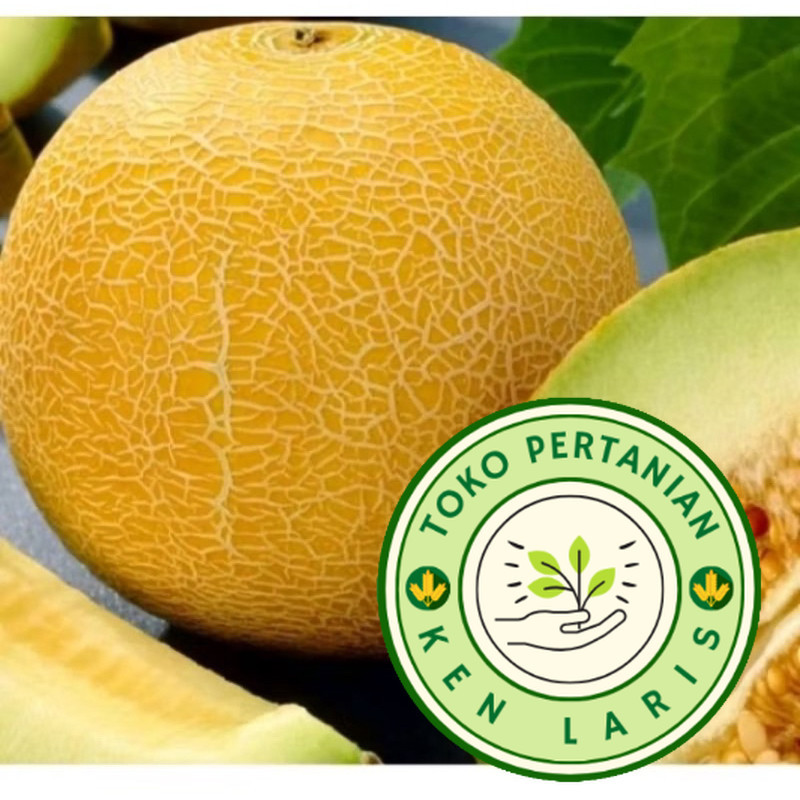 6 BENIH MELON MADU F1 SUPER (B.B.19)