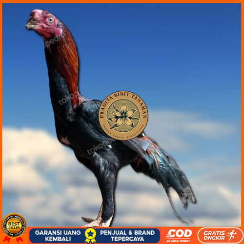 

4 BUTIR TELUR ASSEL HARGA KERJA!! PRADITA BIBIT TANAMAN