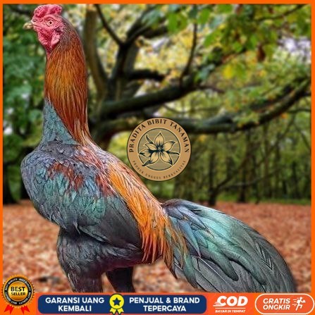 

Telur Ayam Pakhoy Trah Maneedaeng Vertil Siap Di Tetaskan Jaminan Super Oiginal Bergaransi PRADITA BIBIT TANAMAN