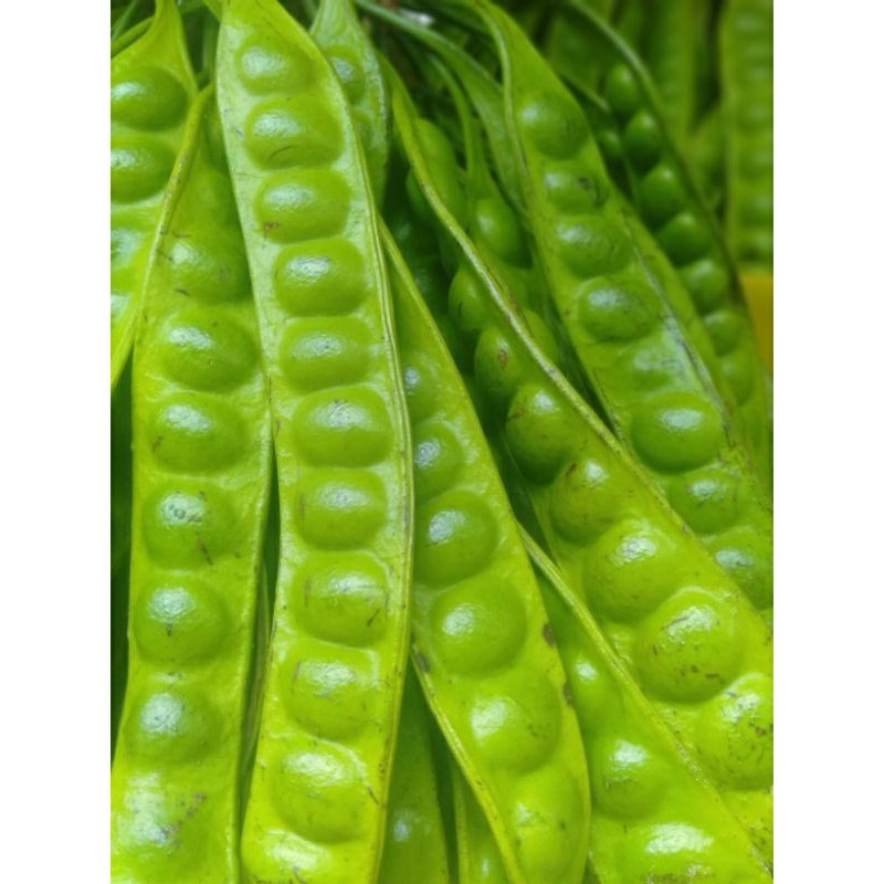 

PETAI/PETE PADI ISI 10 LONJOR PAPAN TUA SUPER terlaris berkualitas