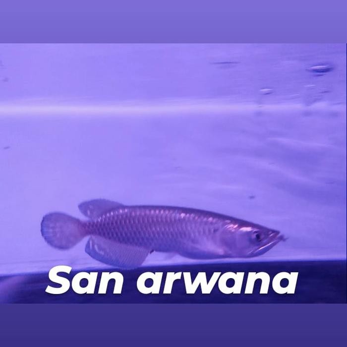jardini irian batik arwana arowana