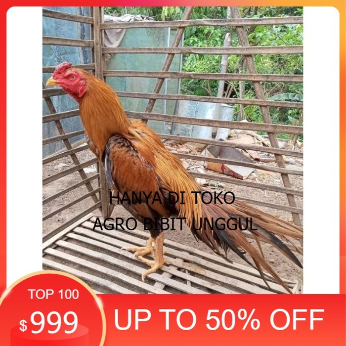 

(10 butir) Telur Ayam Ekor Lidi Untuk Di tetaskan agro.bibit.unggul