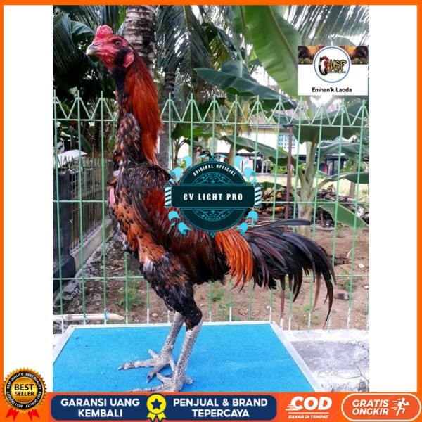 

telur tetas ayam khoyngon original berkualitas CV LIGHT PRO