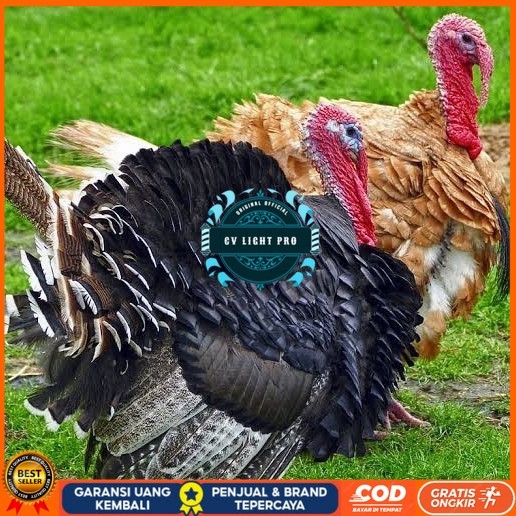 

Telur ayam kalkun jumbo / telur ayam hias / telur fertil siap tetas CV LIGHT PRO