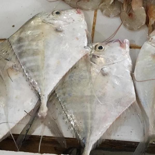 

Ikan Kuwe Rambe 500gr
