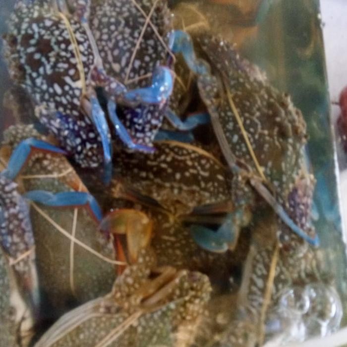 

Kepiting Rajungan 1 kg