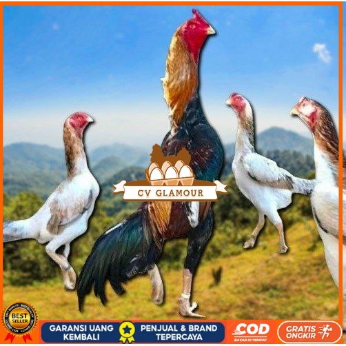 

telur ayam shamo ori super garansi CV GLAMOUR