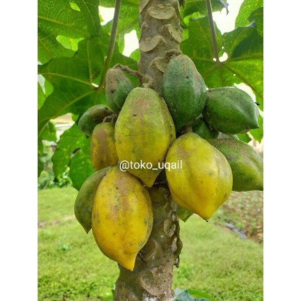 

DISKON GILA carica khas dieng | Buah segar carica berat ½kg ( PROMO HARGA TERMURAH )
