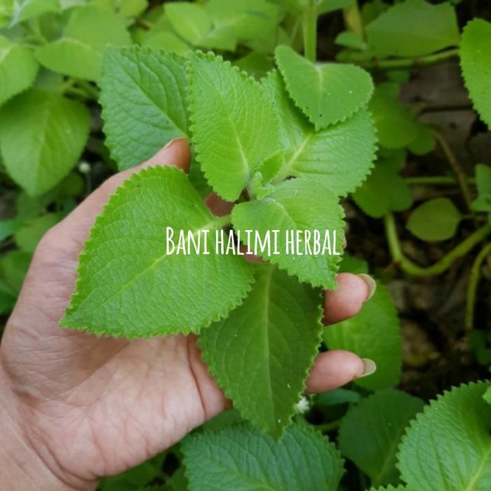 

Daun Jinten/Jintan/Bangun-Bangun Segar Organik (mexican mint)100 gram ready