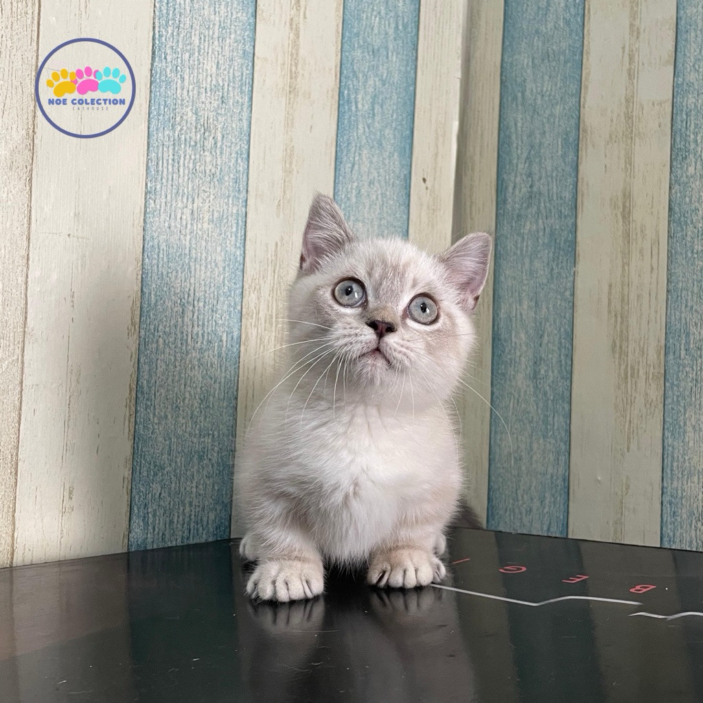 kucing munchkin / kucing cebol silver jantan