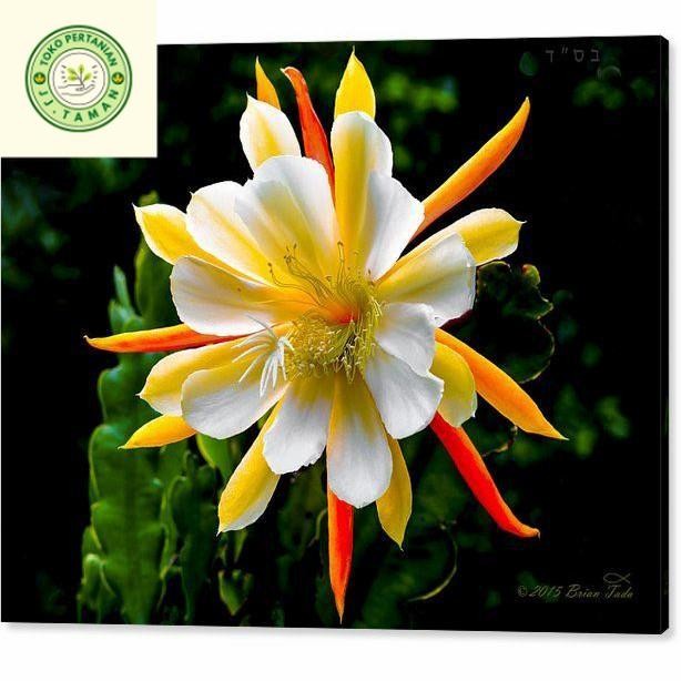 (BISA COD) Tanaman Hias Wijaya Kusuma Bunga Kuning