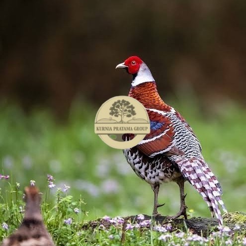 

Telur ayam hias ringneck elliot pheasant fertil bisa ditetaskan KURNIA PRATAMA GROUP