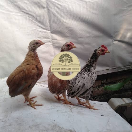 

Telur ayam tukung / telur ayam hias / telur fertil asli KURNIA PRATAMA GROUP