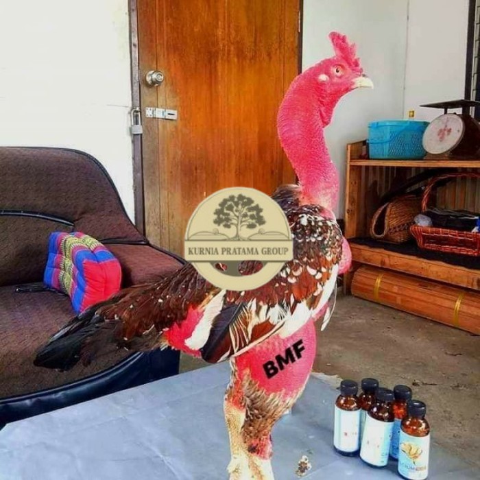 

telur ayam petarung saigon fertil siap ditetaskan - ayam saigon KURNIA PRATAMA GROUP