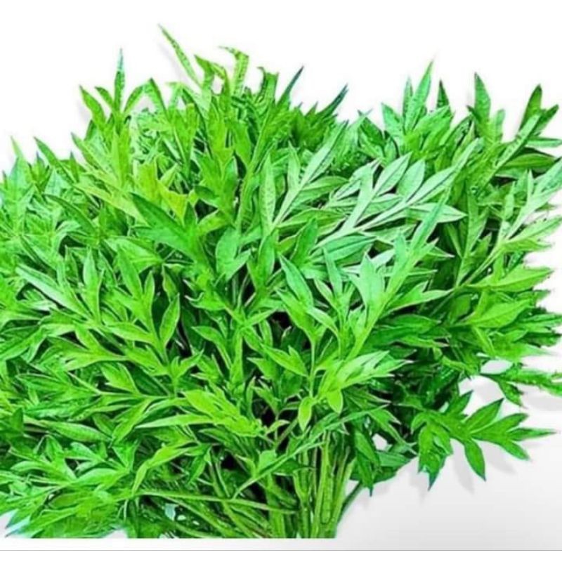 

Daun kenikir segar lalapan obat herbal / 250 gram