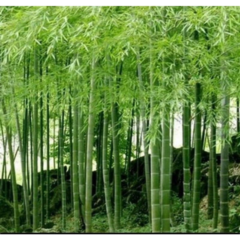 Benih bambu raksasa china