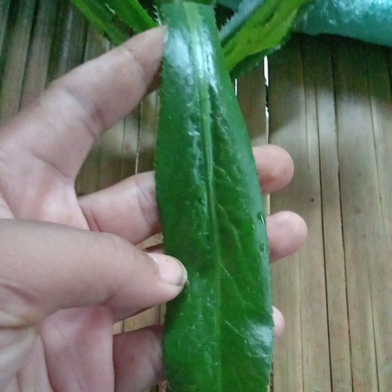 

daun walang sangit obat herbal herbal fresh