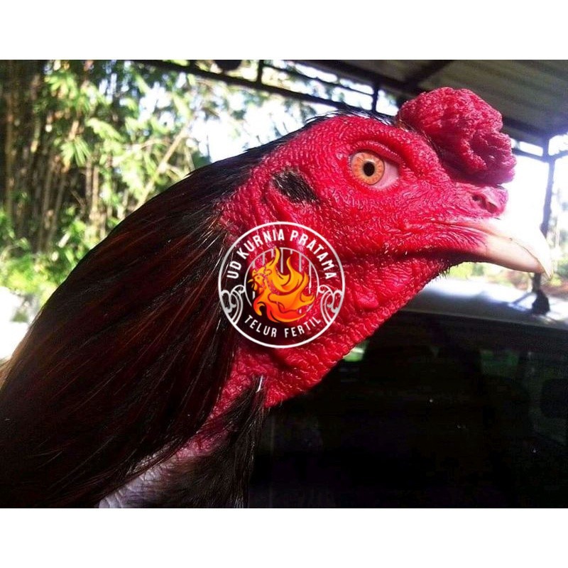 

Telur ayam bangkok ekor lidi terbaru terlaris UD KURNIA PRATAMA