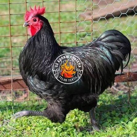 

Telur ayam black australorp / telur ayam hias / telur fertil siaptetas UD KURNIA PRATAMA