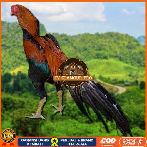 

telur ayam ekor lidi original bisa untuk di tetaskan ori CV GLAMOUR PRO