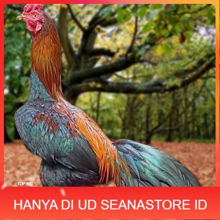 

Telur Ayam Pakhoy Trah Maneedaeng Vertil Siap Di Tetaskan Jaminan Super Oiginal Bergaransi UD SEANASTORE ID
