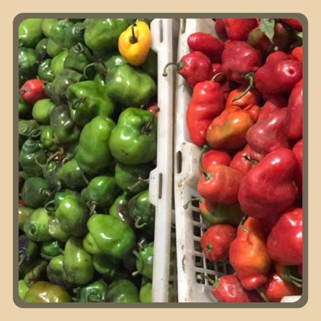 

Cabe Gendot Super khusus pulau jawa dan bali