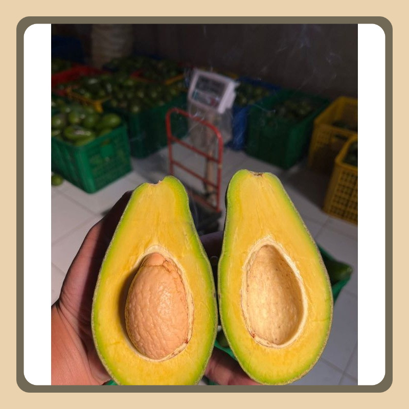 

Alpukat Mentega Tua kemasan 1/2 Kilogram ( isi 1,2 ) Murah Siap Matang Paking Aman