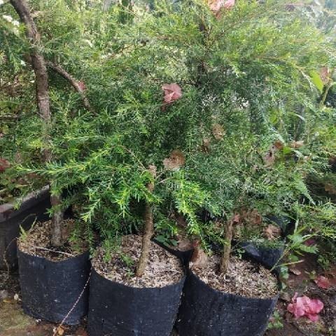 Bibit Tanaman Ujung Atap / Jungrahap bahan Bonsai dan obat herbal