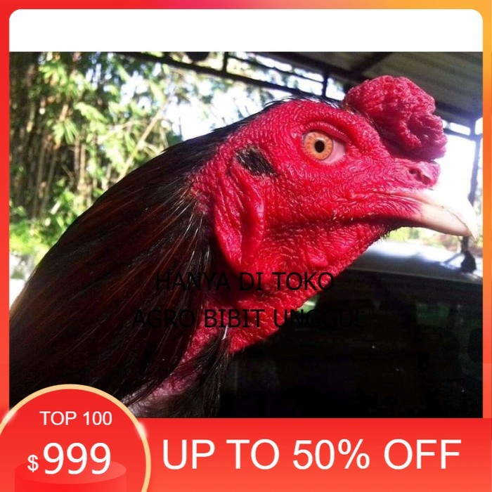 

Telur ayam bangkok ekor lidi terbaru terlaris agro.bibit.unggul