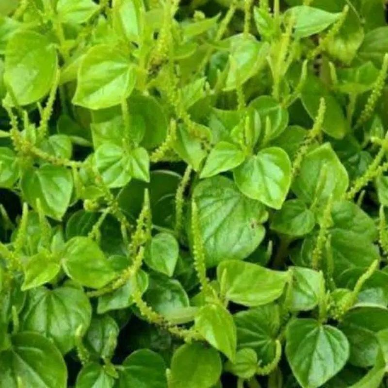 

Baru Promo DAUN SURUHAN SEGAR 1KG | DAUN KETUMPANG AIR | DAUN SIRIH CINA ML plant