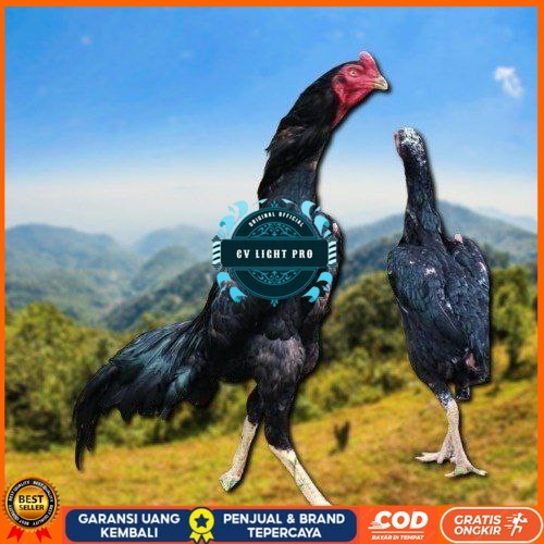 

Shamo Perfeck terlaris 100% CV LIGHT PRO