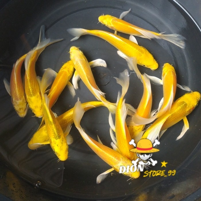 Hiasan kolam Ikan Koi Ogon Slayer Cakep Bgt Penghias Kolam Kesayangan anda